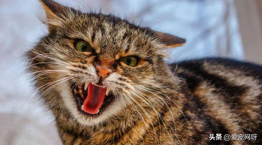 一文了解猫咪发情期