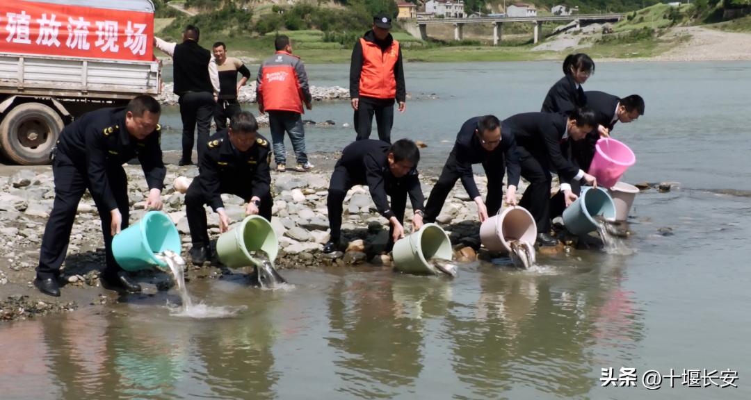 非法捕捞被判放流两千多斤,1900万尾鱼苗放流洞庭湖