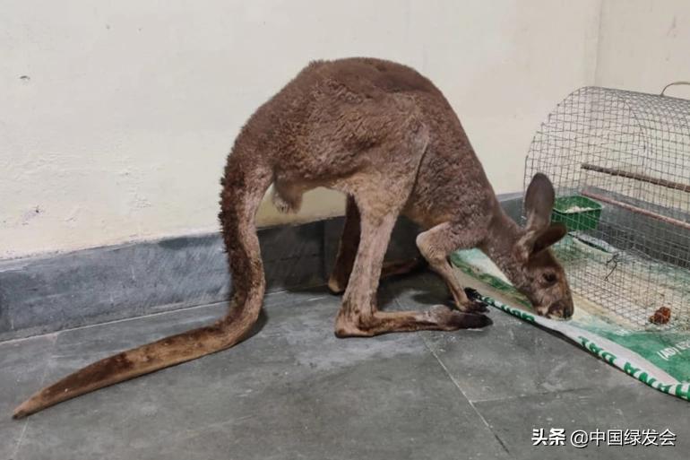 触目惊心澳大利亚,澳大利亚的袋鼠有多吓人