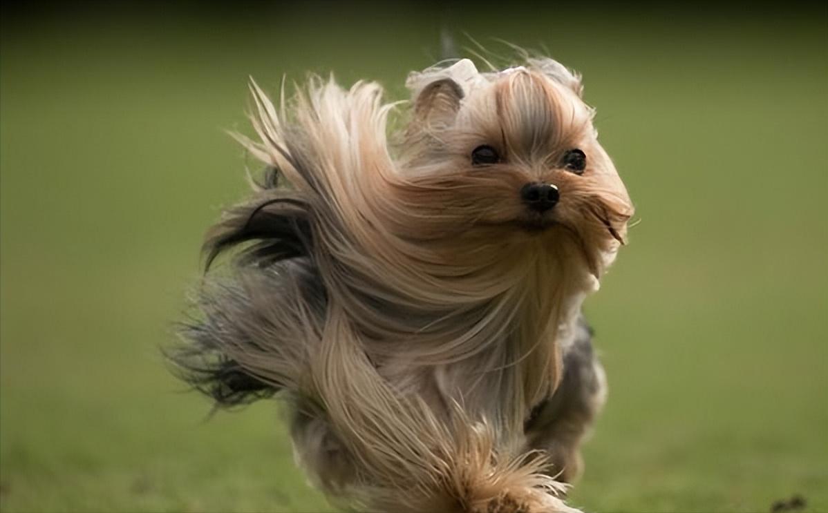 约克夏犬优缺点及适合人群,约克夏犬的特点和优缺点