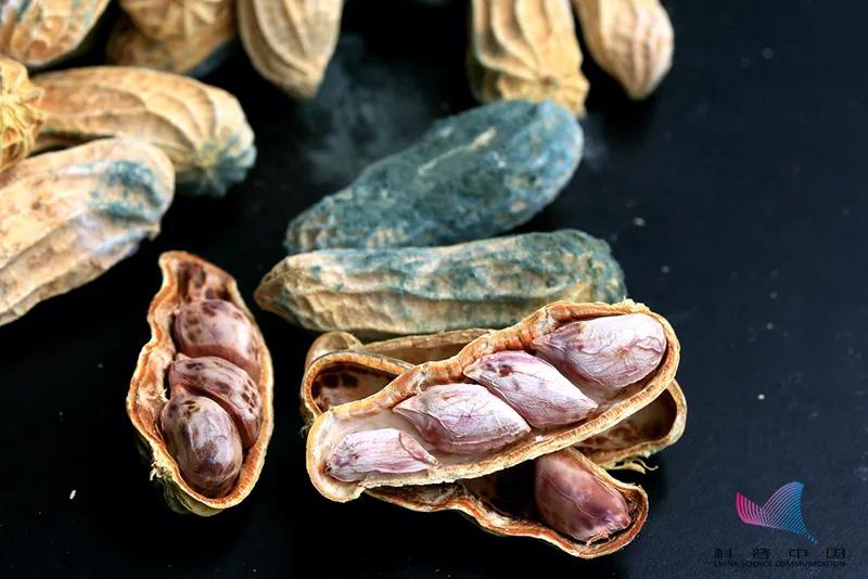 这种坚果，吃一粒肝脏排毒40天？你家也有，备年货前赶紧看看…