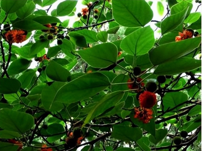 中药高价消费时代，中医馆如何控本增效？