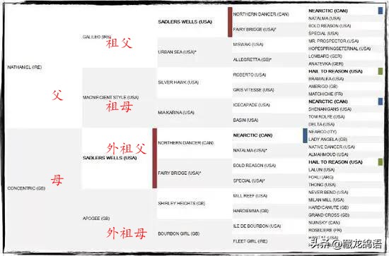 信鸽返祖遗传出一根白条,信鸽返祖现象主要表现