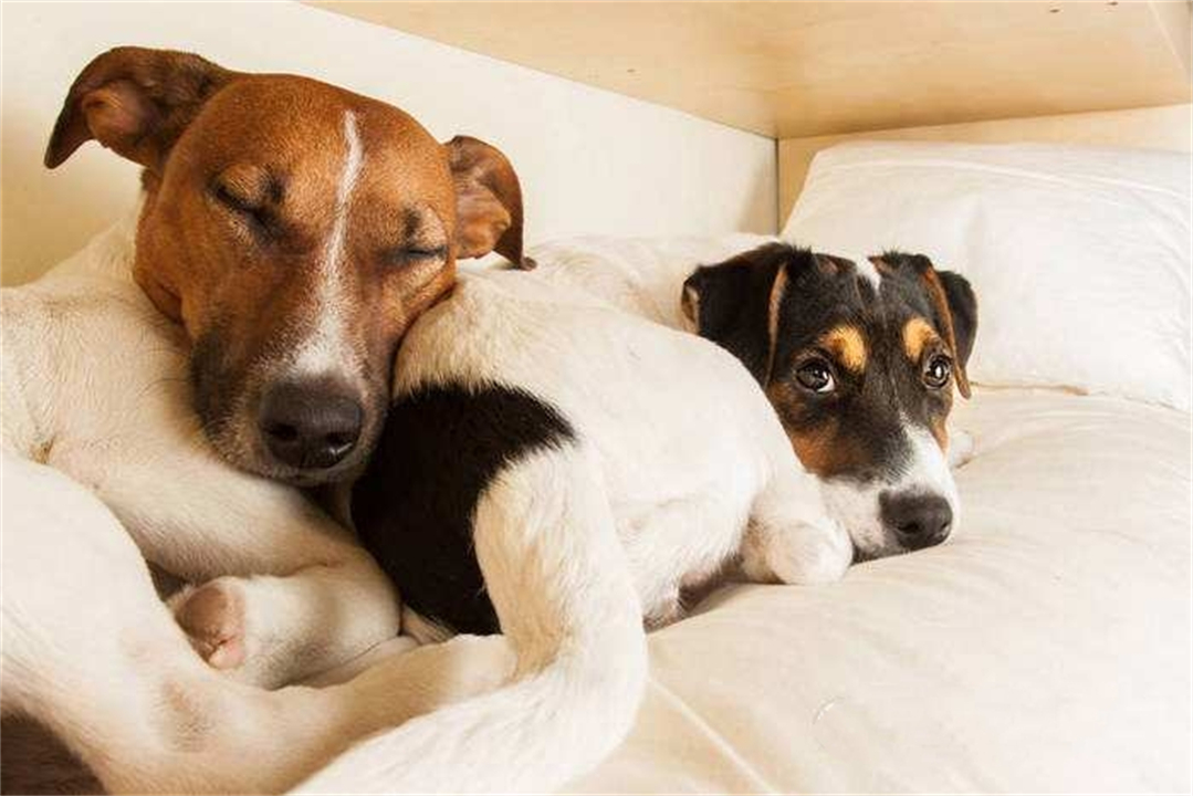 狗在交配前为什么要“闻屁股”?看似尴尬的行为,其实有科学依据