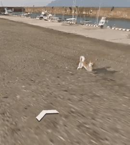 谷歌地图的狗狗,谷歌地图六条腿的狗