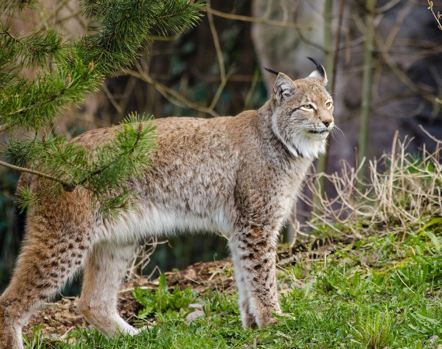禁止养猫的十大建议,5种猫不能养已被列入禁养名单