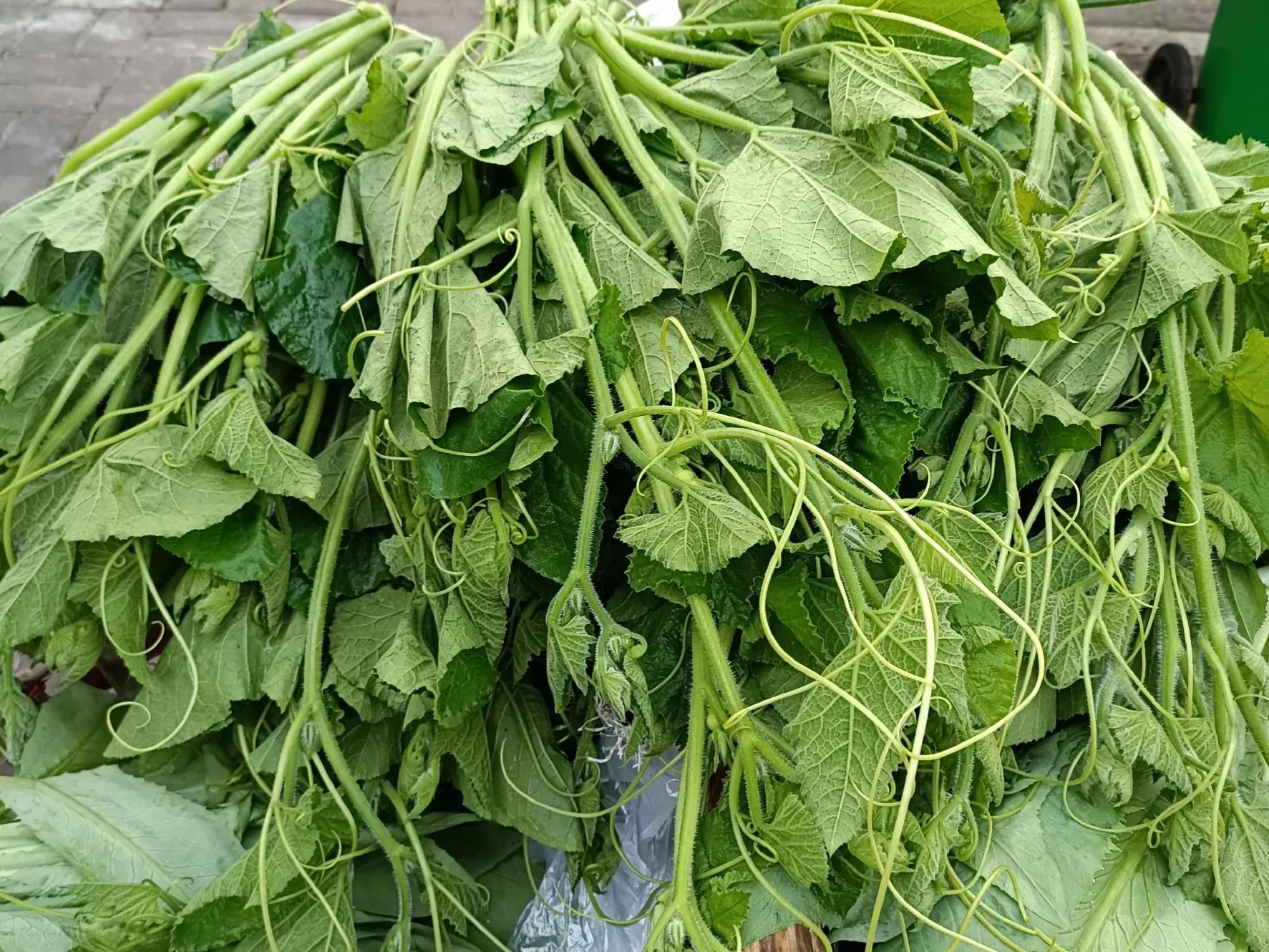 吃南瓜苗会加重湿疹吗,吃南瓜苗的好处和坏处