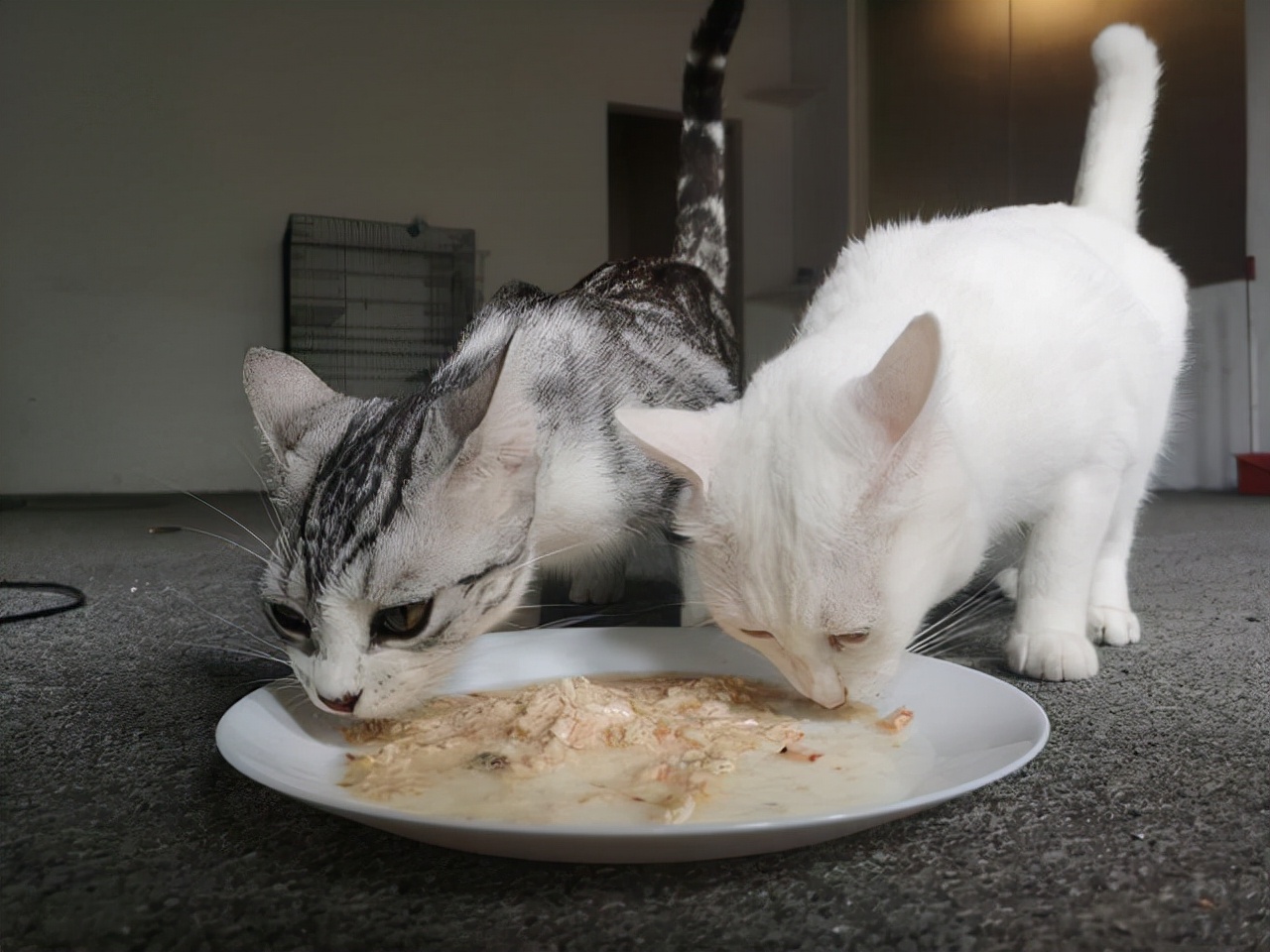 猫咪餐盒活力枫叶,活力枫叶猫粮是什么功能