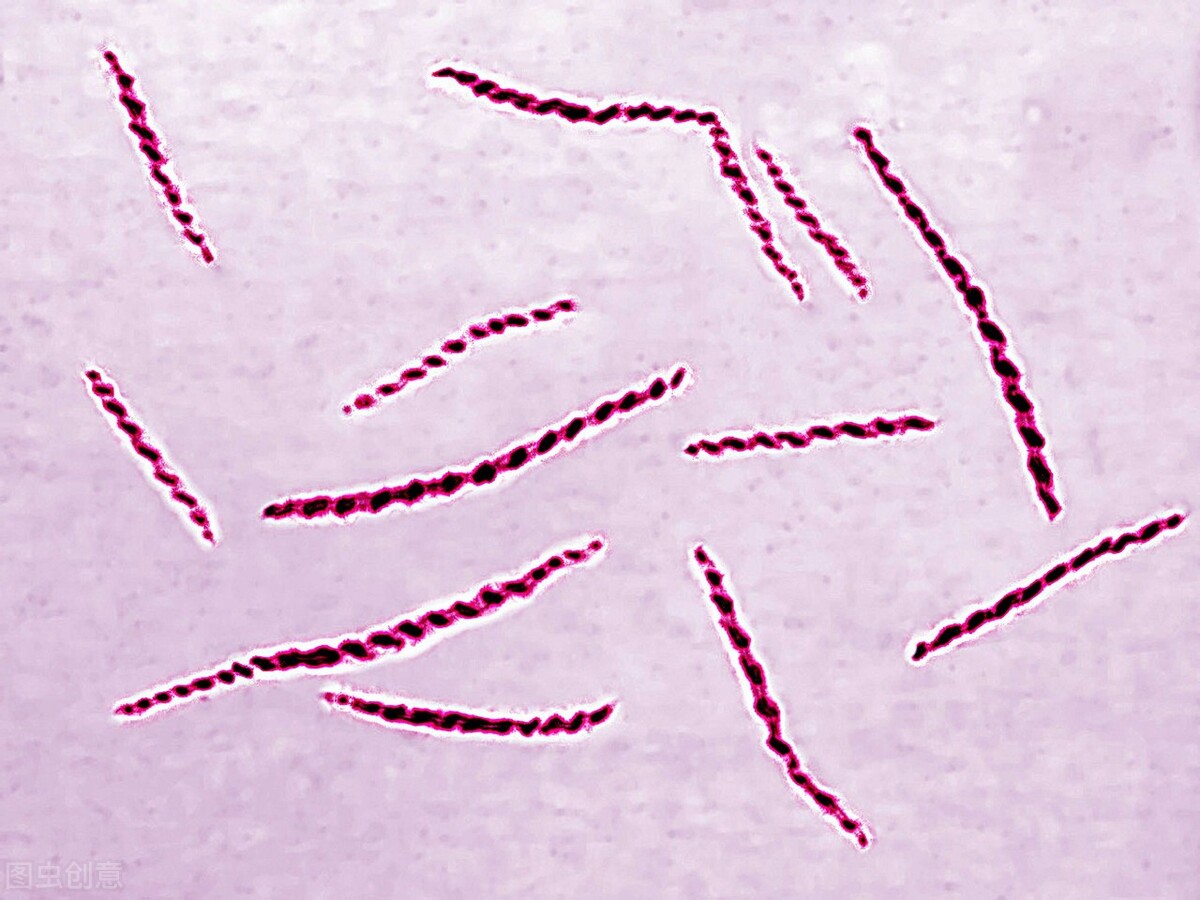 梅毒传播途径和潜伏期,梅毒有哪些传播途径呢