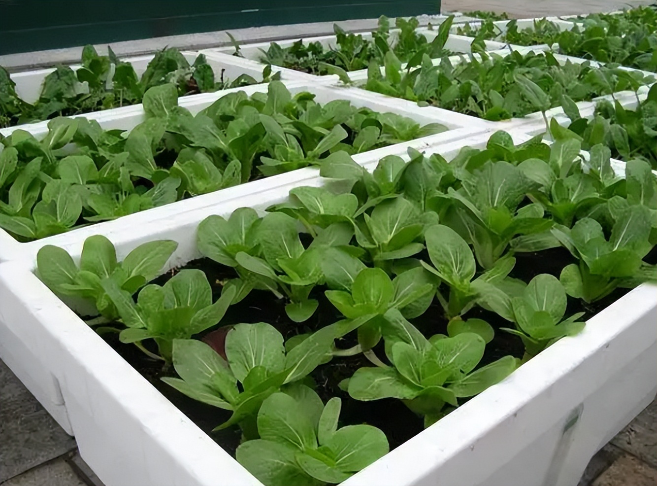 阳台如何种植蔬菜养花,阳台可以种植哪些蔬菜花卉