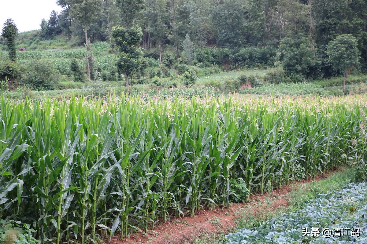 购买玉米种子有哪些实用技巧,购买玉米种子的实用技巧分享