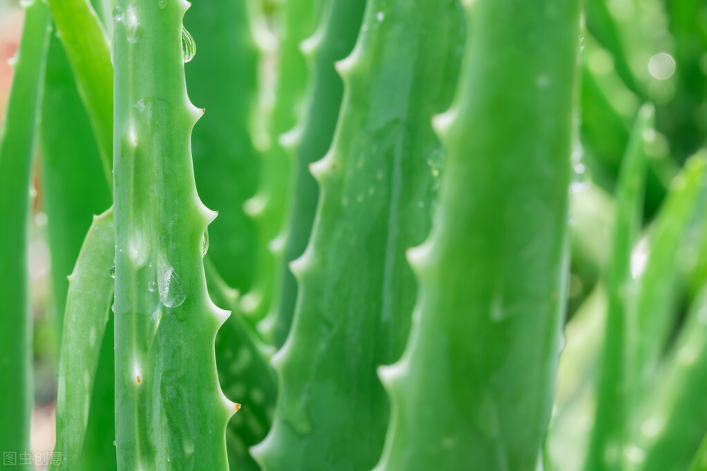 适合室内去养的净化空气的绿植,室内净化空气好养活好看的绿植