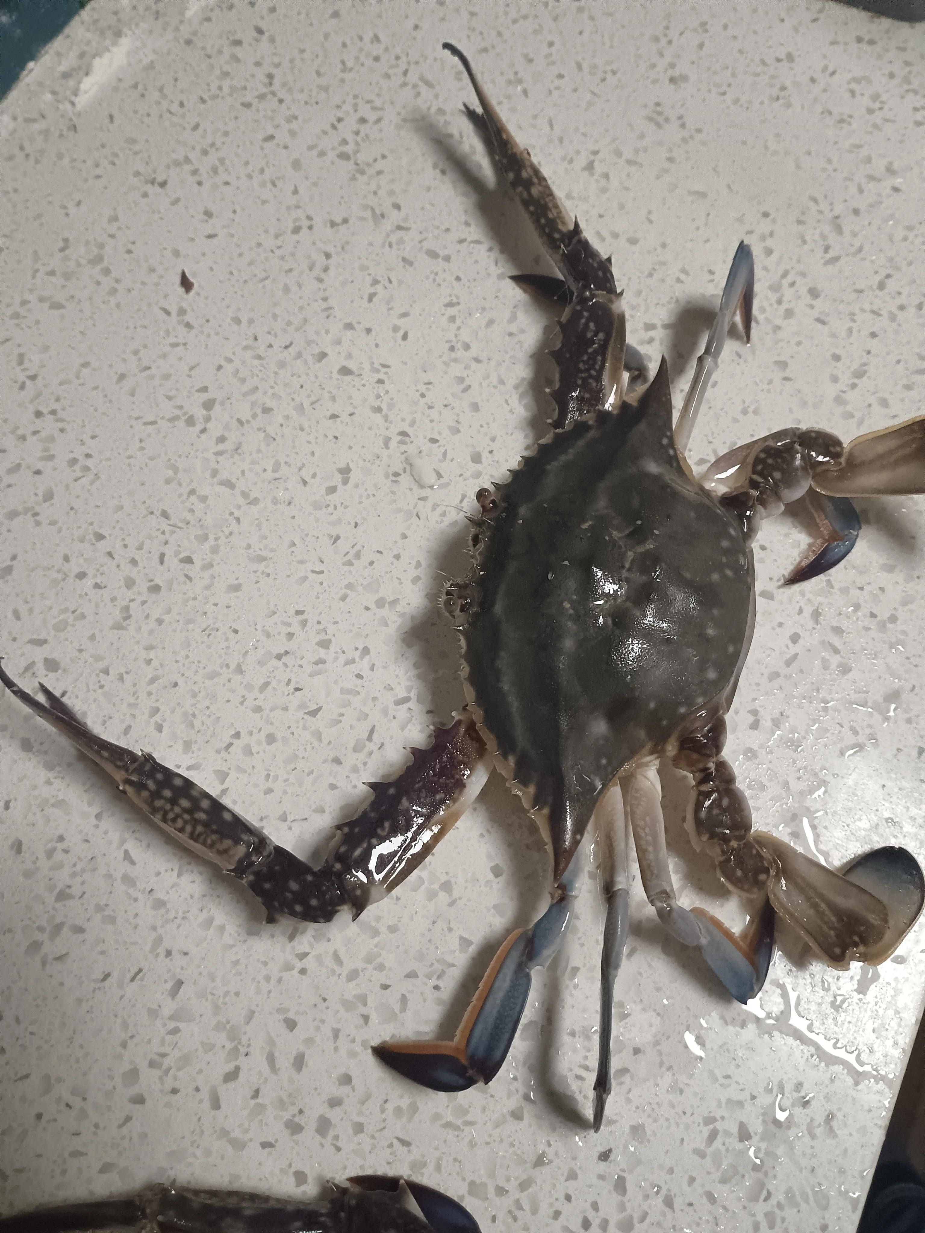 葱姜鲍鱼鸡翅螃蟹煲,葱姜炒螃蟹酒店做法