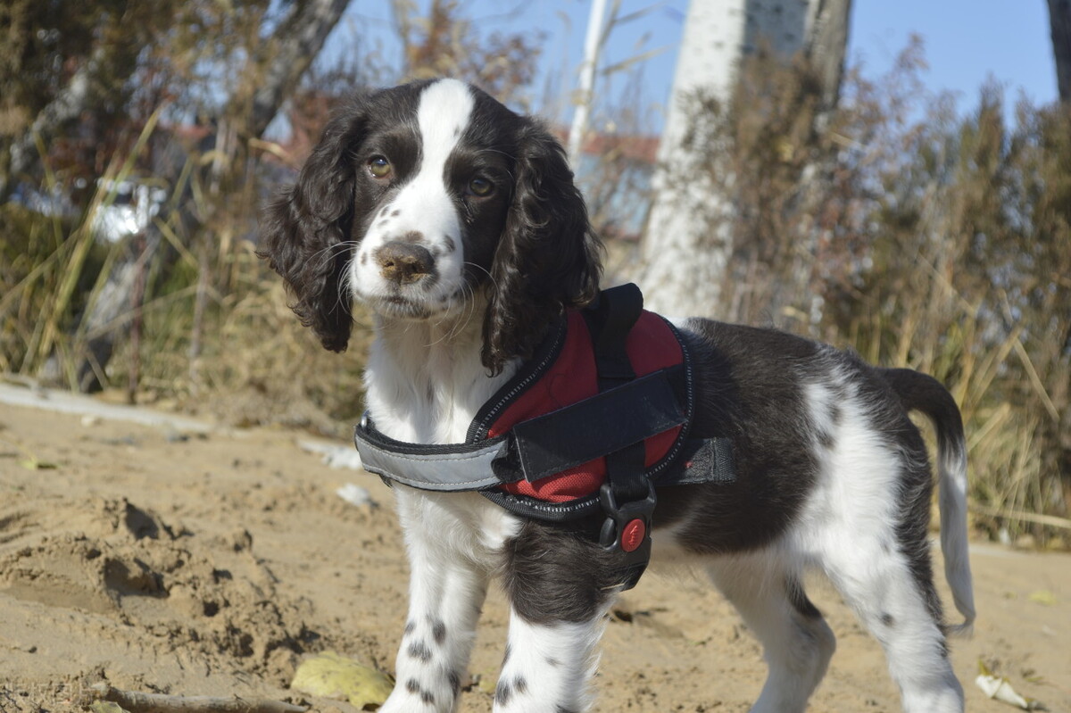 常见的宠物犬种品种有哪些,常见的宠物犬种类及图片大全
