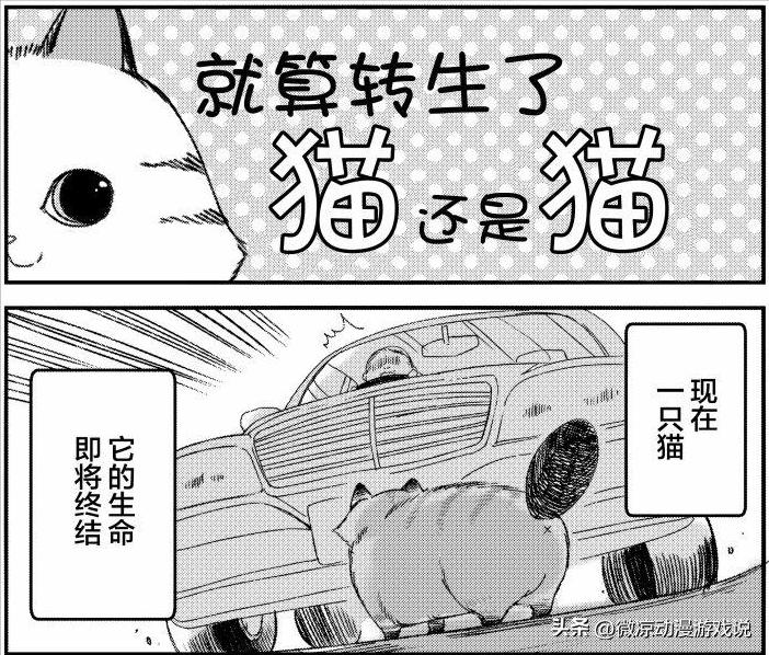 猫猫怎么可以这么乖,猫猫怎样玩耍才会开心