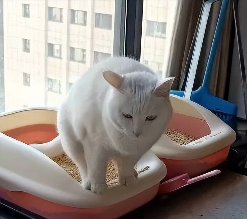 养猫之后的生活会有4点改变,养猫之后这6件事你一件也逃不掉