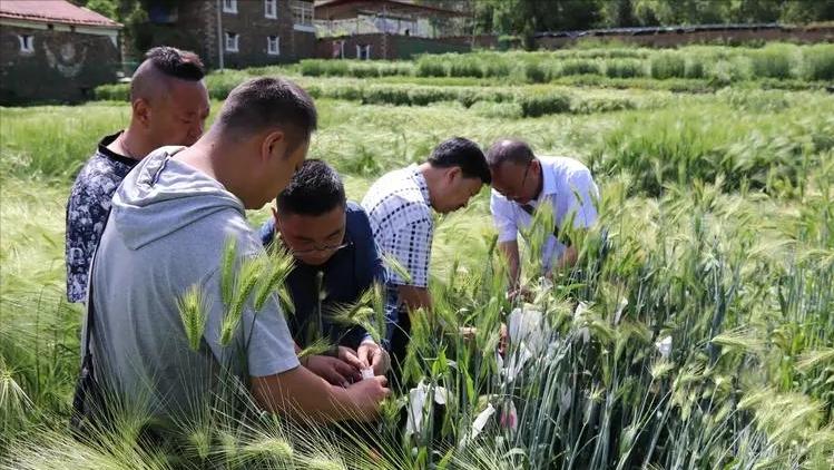 大麦生长的养分,大麦的生长期分为哪几个阶段
