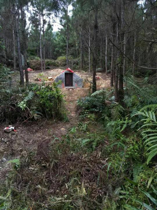 坟地被树遮阴好吗,坟头有树遮阴风水好不好