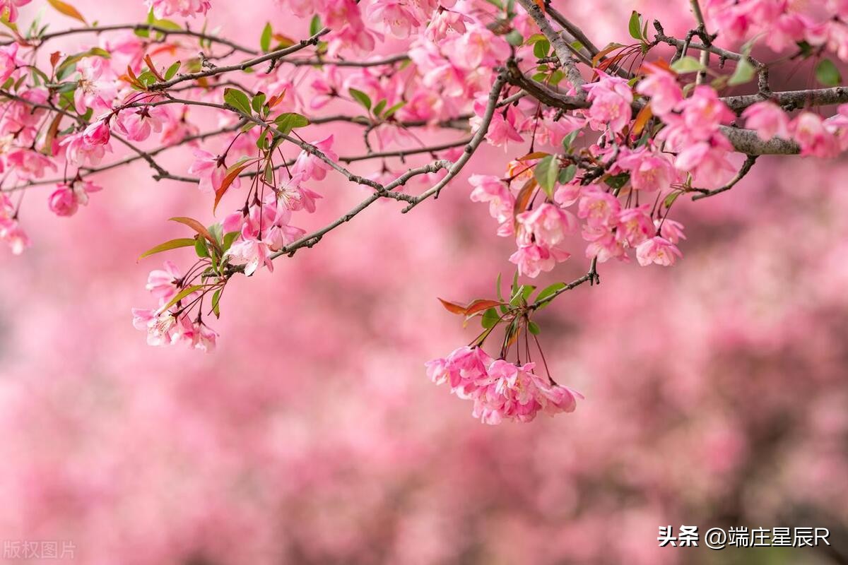 海棠花的特点与象征意义,海棠花的特点及象征意义是什么