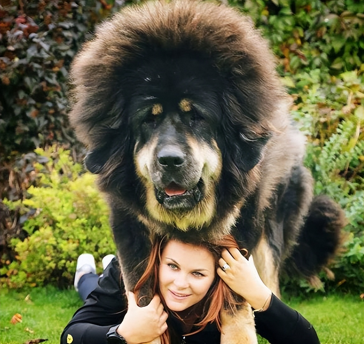 巨型犬体型排名前十名,巨型贵宾犬成年体型