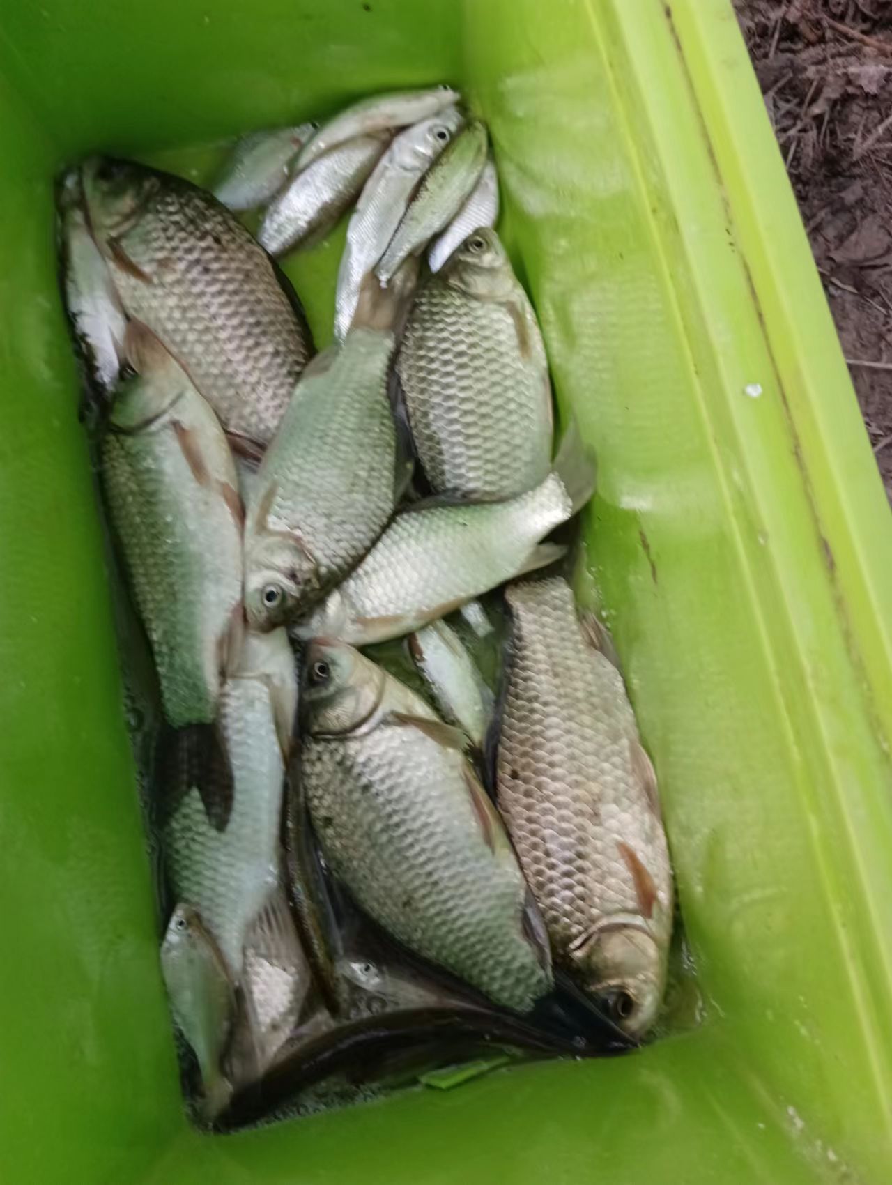 冬季能和红虫媲美的饵料,冬季红虫肉夹馍搭配什么饵料