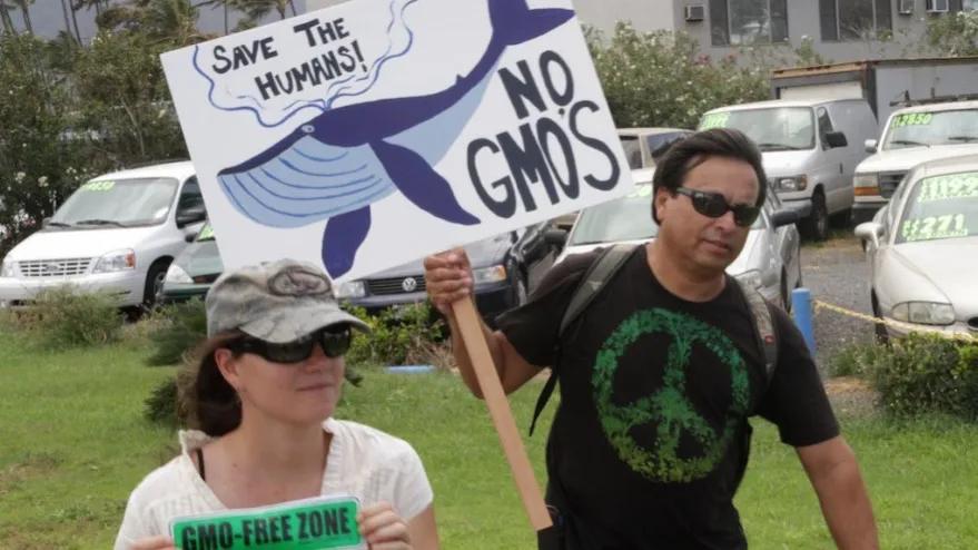 荧光斑马鱼夜光吗,蝶翼斑马鱼由来