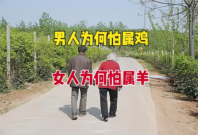 为什么俗语中说男怕属鸡女怕属羊,老话男怕属鸡女怕属羊有什么讲究