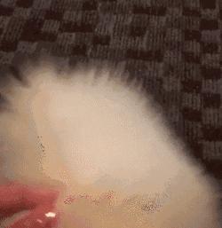 十种最好养的小型犬家养小宠物,建议新手养的10种狗小型犬智商高