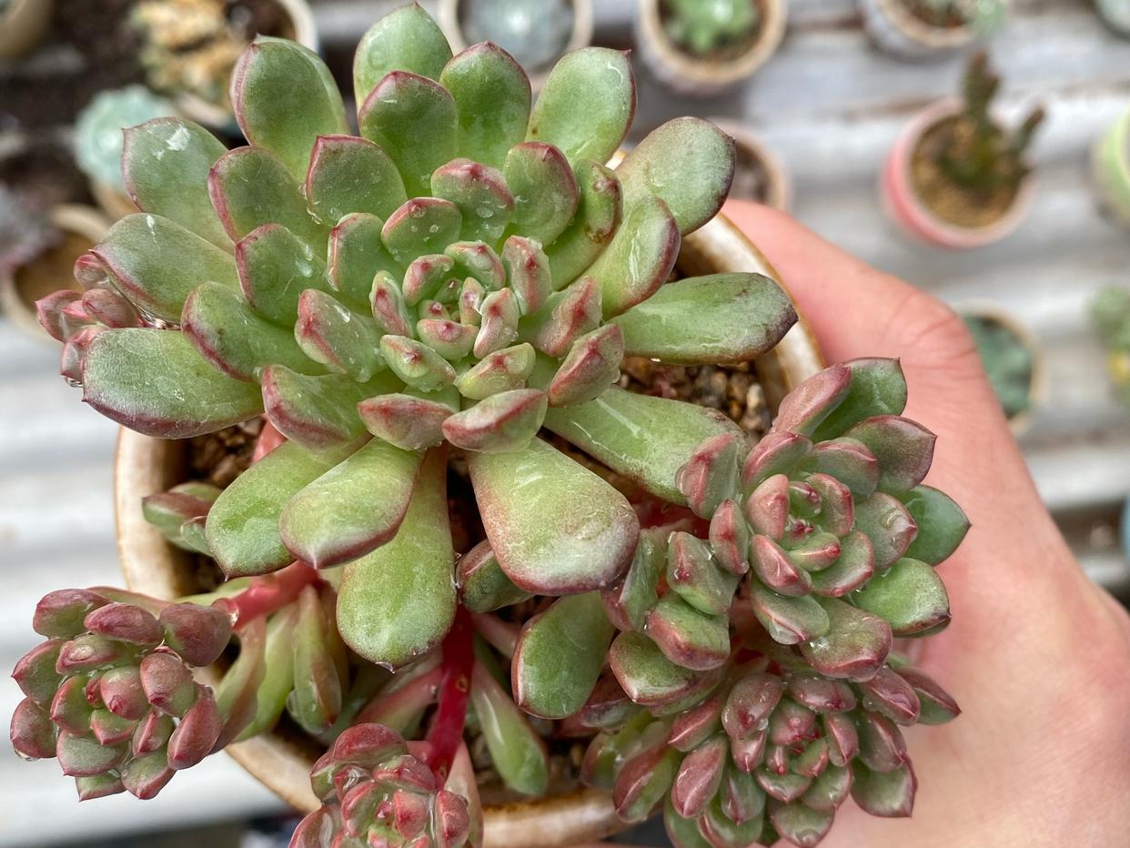 多肉红宝石徒长了会是什么样,枝干番杏红宝石徒长了怎么办