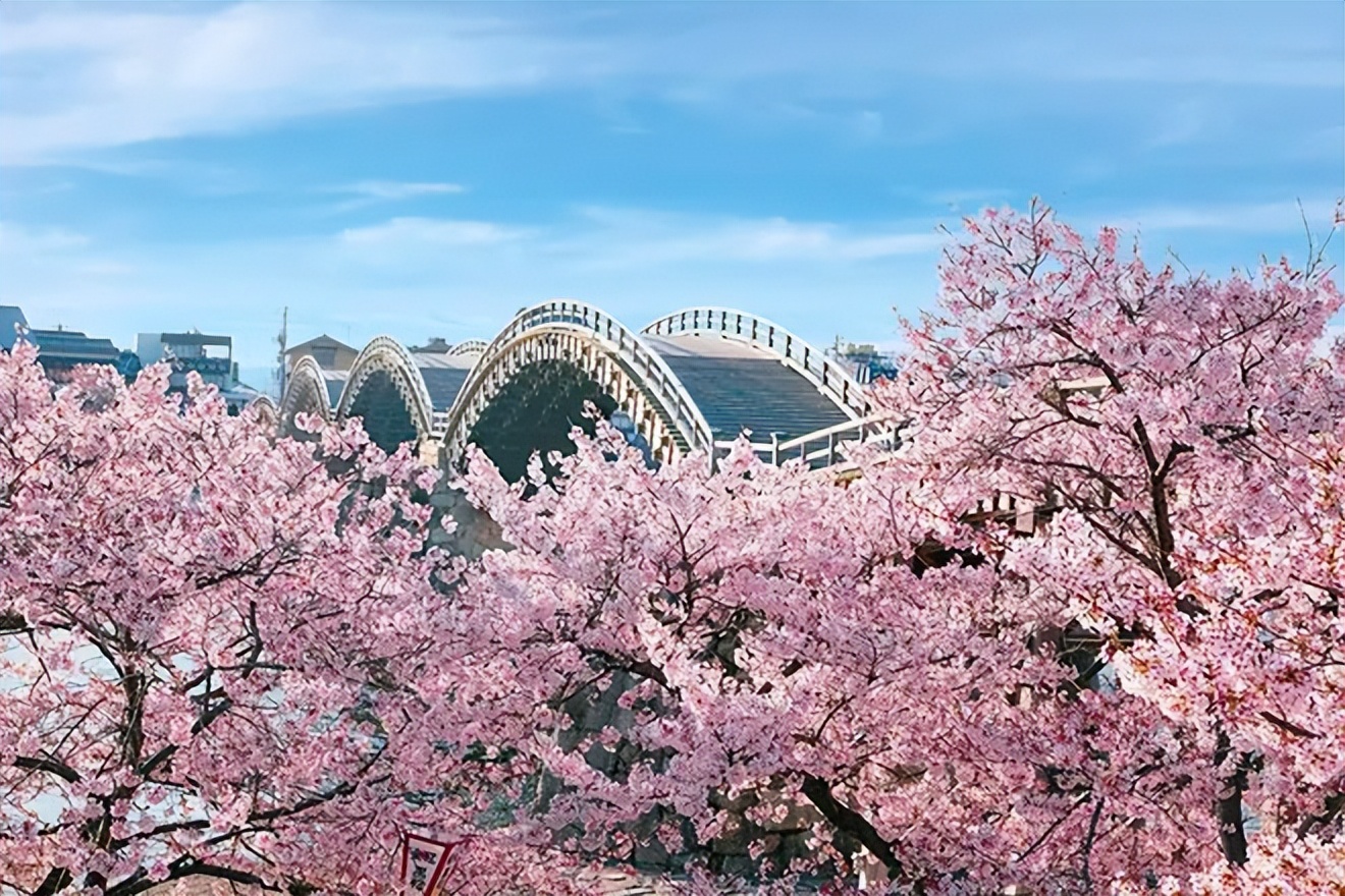 2023日本樱花观赏时间表,日本樱花什么时候观赏最好