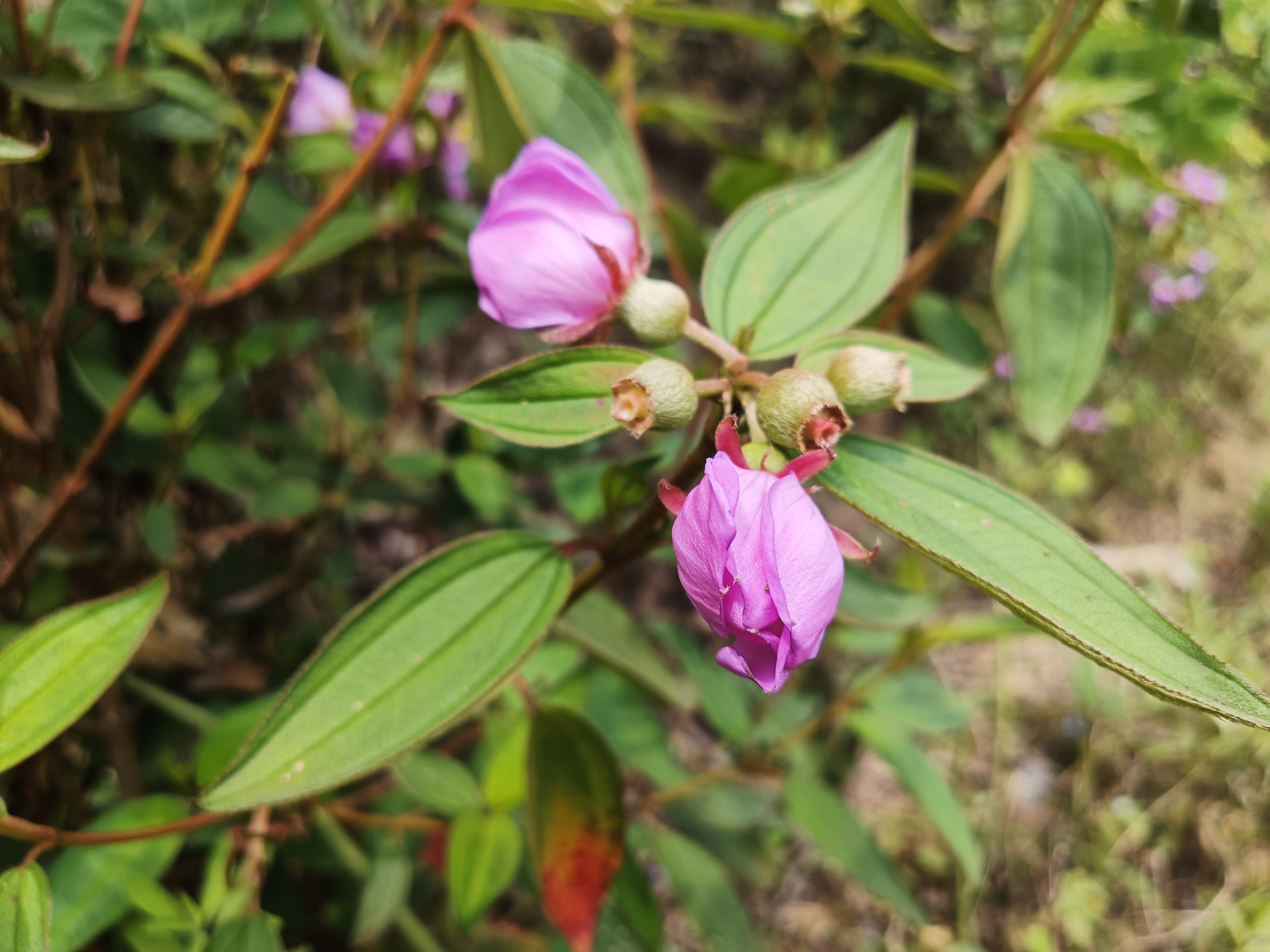 石老虎下山豹牙郎出没一片红