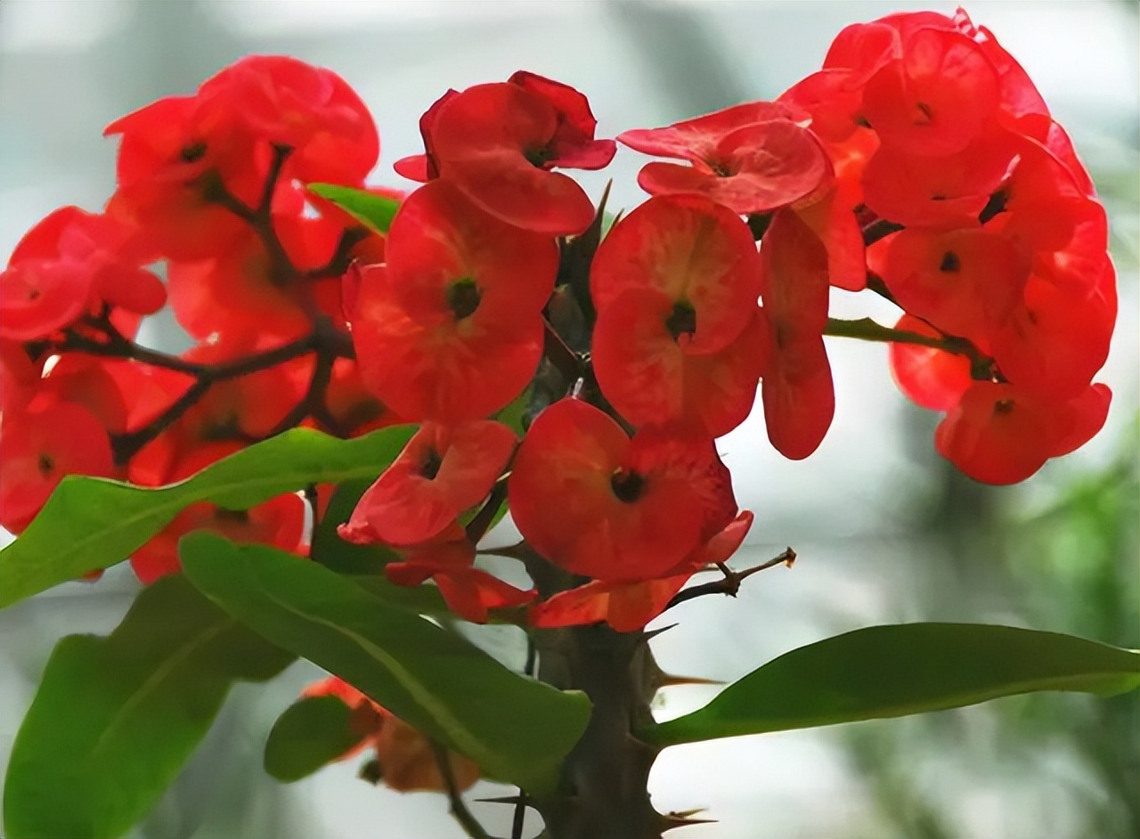 奶奶叮嘱，“花草有三不送，送了变仇人”，过来人的经验