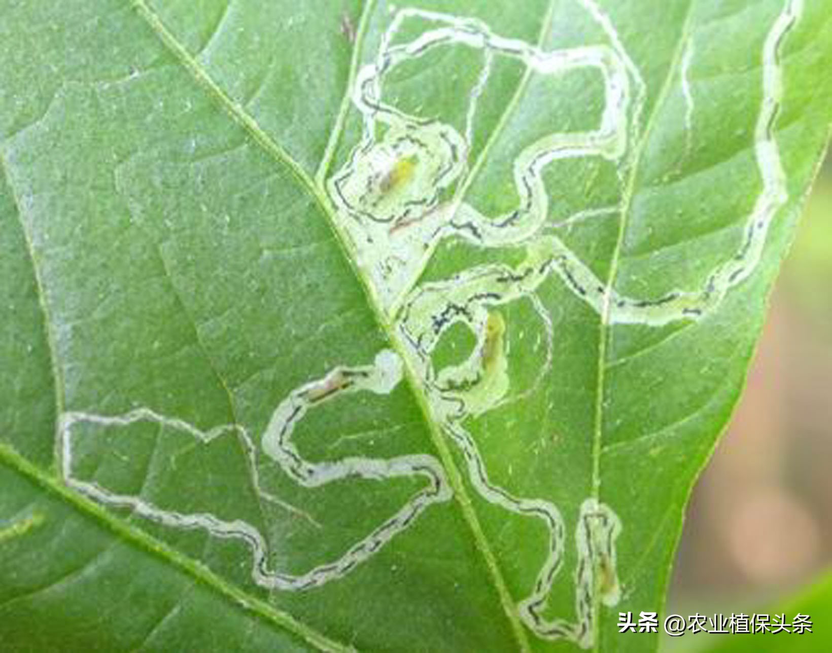 昆虫的习性与行为与害虫防治,害虫防治与昆虫分类