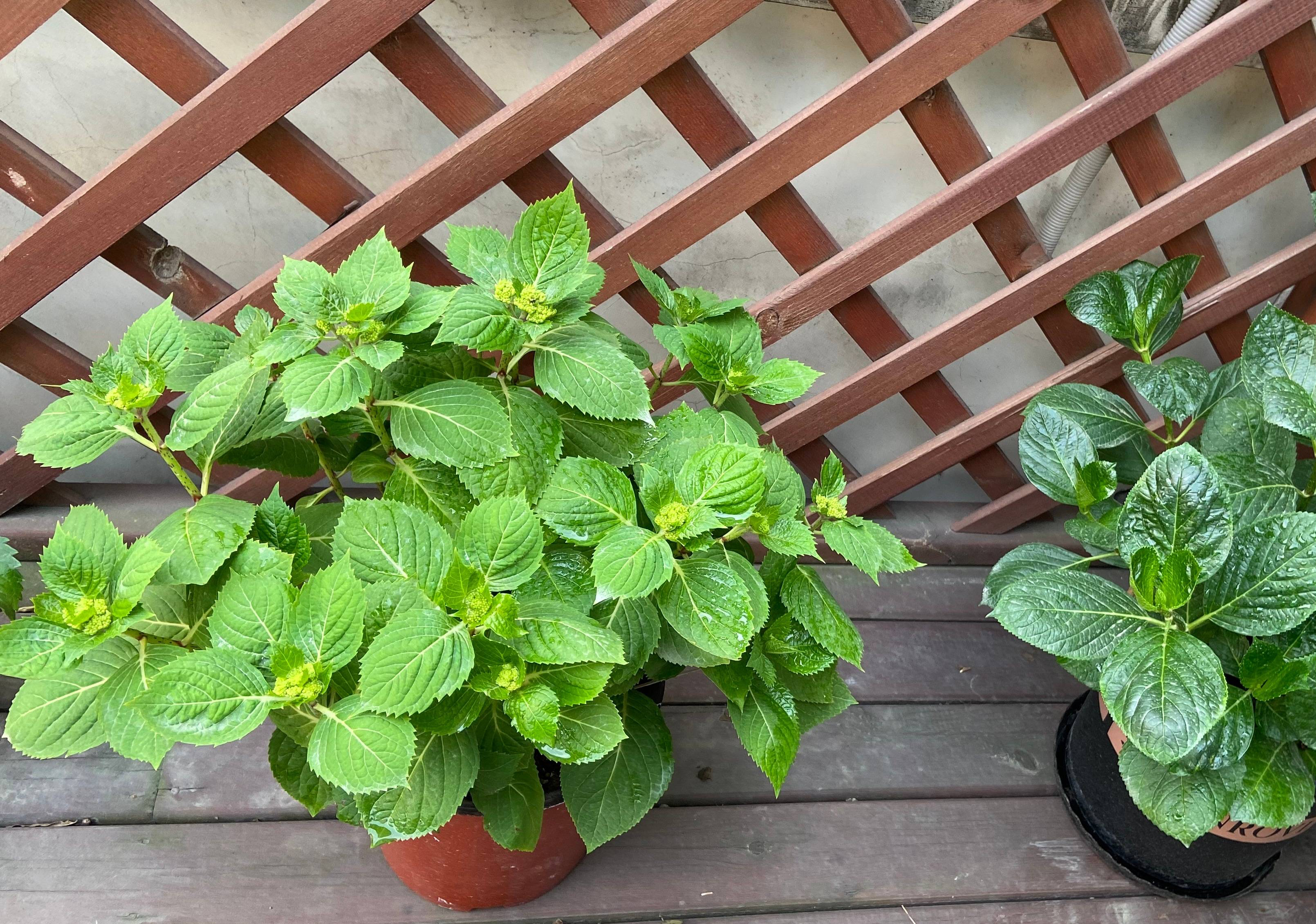 春季买花，“5个坑”要避开，长不旺养不活属于乱花钱