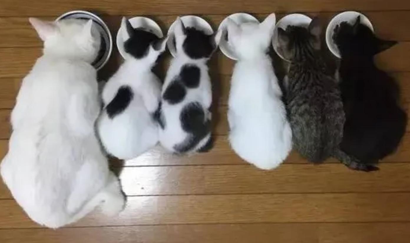 翻脸不认猫,成年母猫和公猫会打架吗