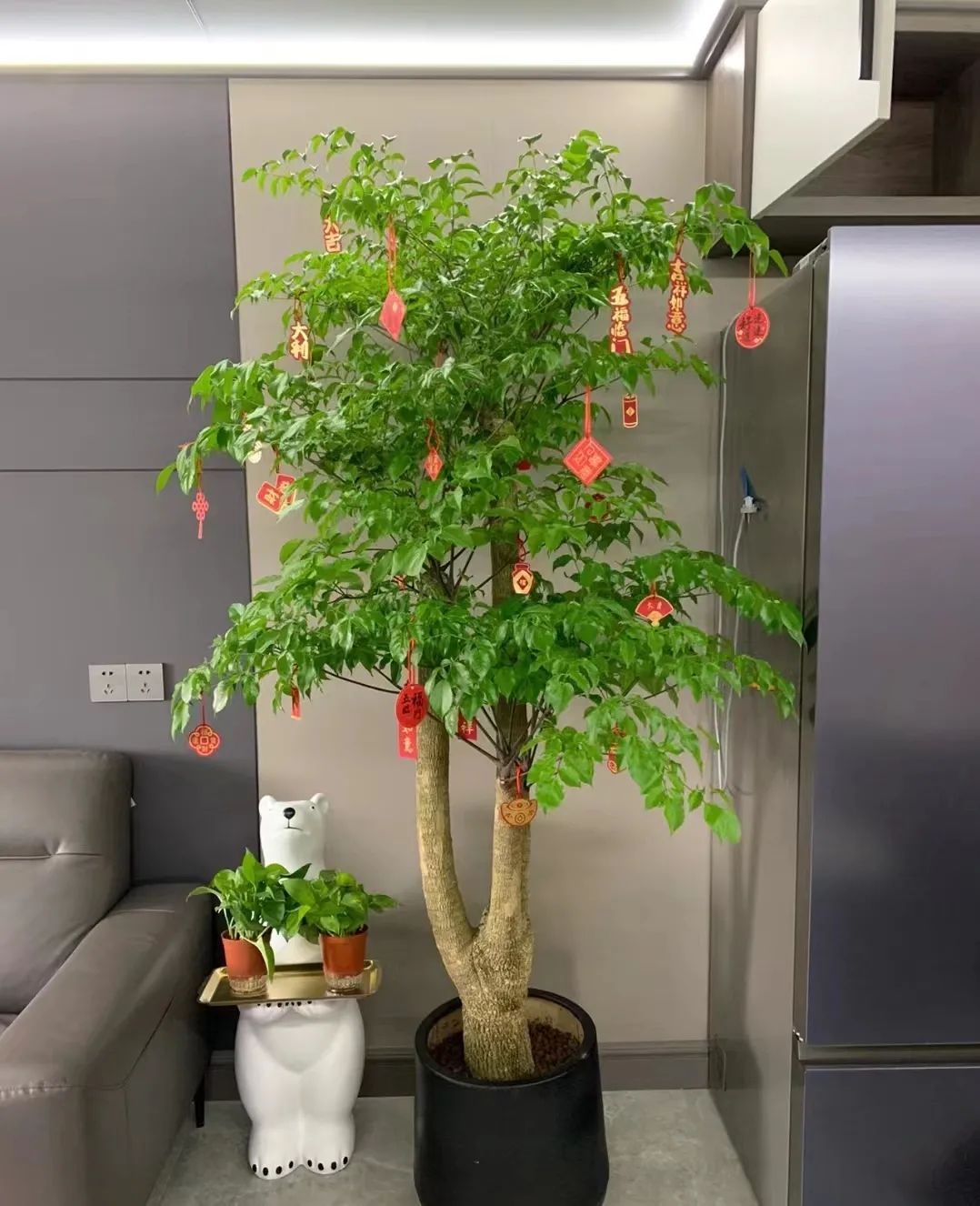 十种招财又旺宅的植物,五种招财又旺家的植物你家有吗