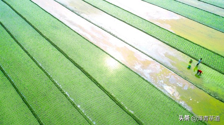 写春天的著名唐诗宋词加赏析,十首描写春天的宋词