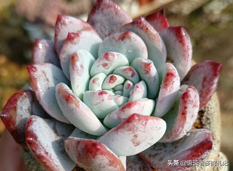 多肉嫦娥，本身是很优秀的品种，但奈何现在以冒充橙梦露为生