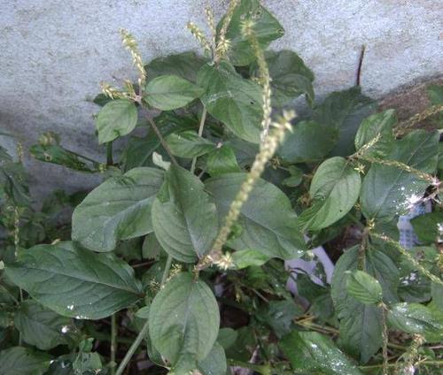 农村这种杂草吃起来十分美味,农村常见的煲汤草