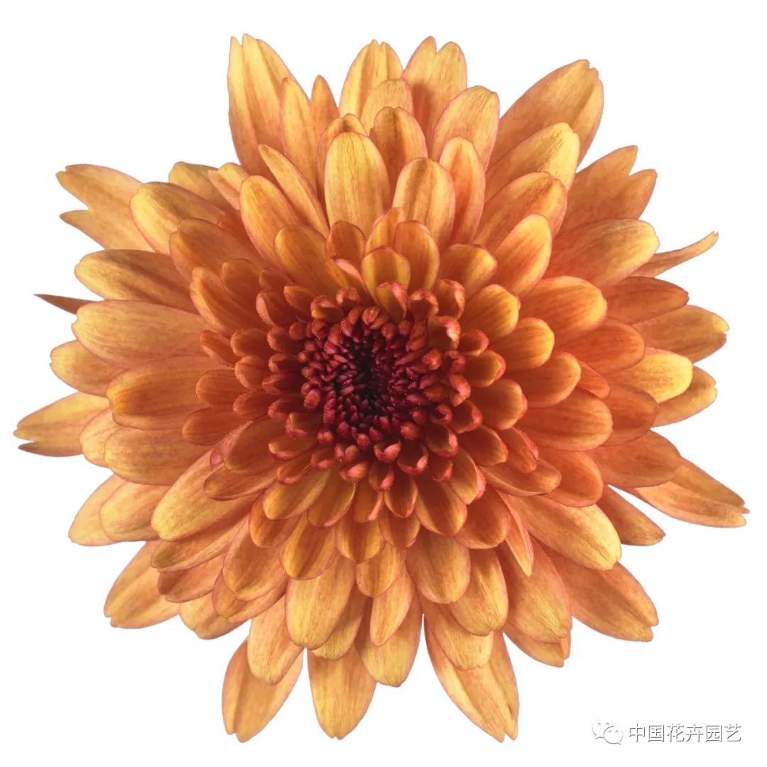 橙色多盟盆菊“水晶”系列推出新花色|新品