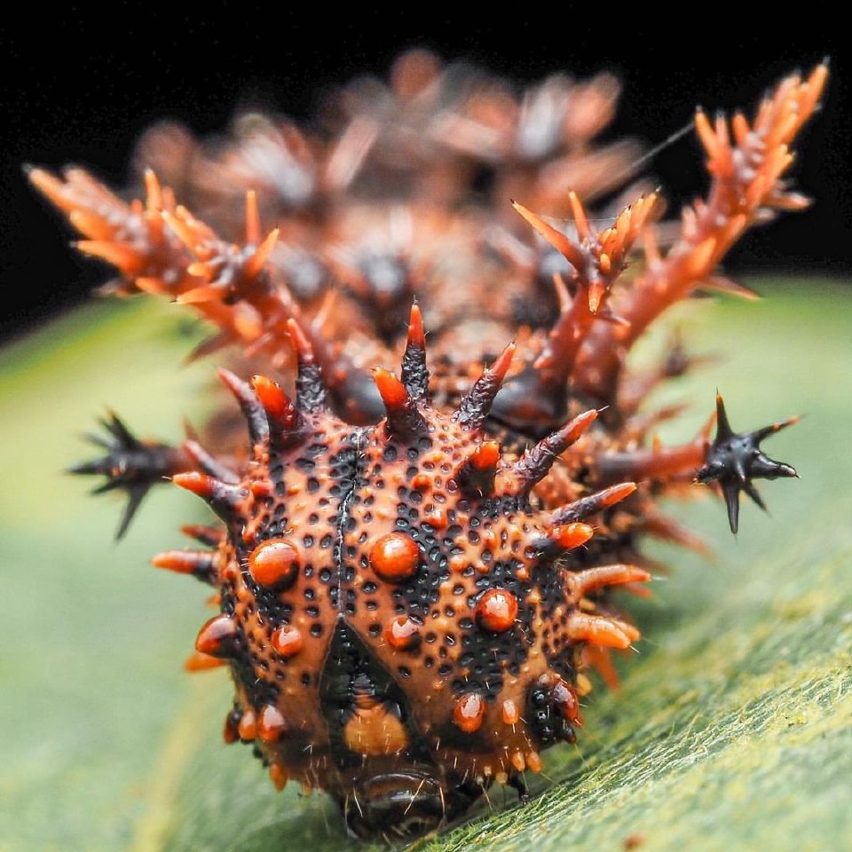 27张惊悚的动物照：青蛙被鼓风机活活风干，海鸥当街活吞大老鼠
