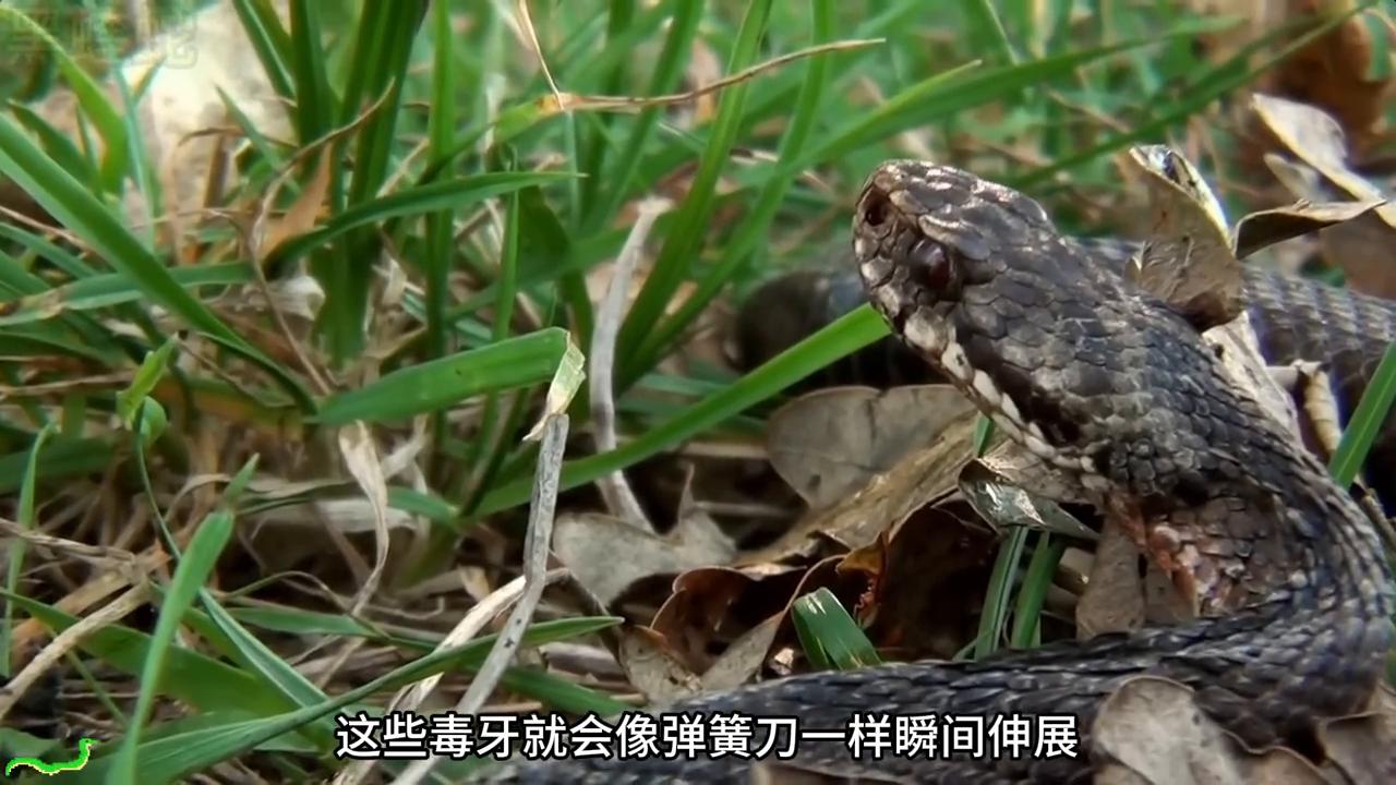 毒蛇捕食老鼠全过程,蝰蛇毒死老鼠有多快