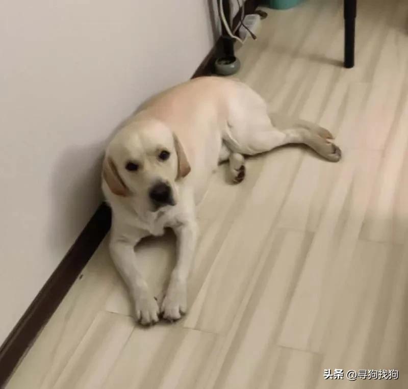 寻狗启事黑色拉布拉多犬郑州,郑州市哪里有卖拉布拉多犬