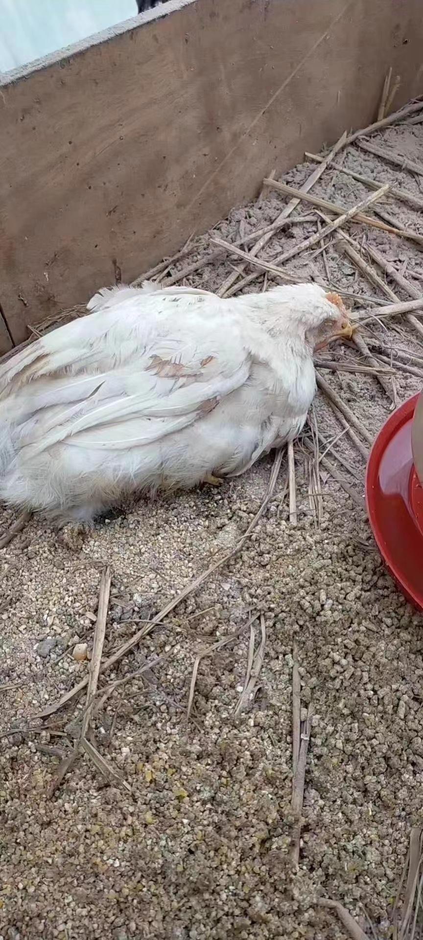 夏天养鸡常见的五类寄生虫病，你遇到过哪种？