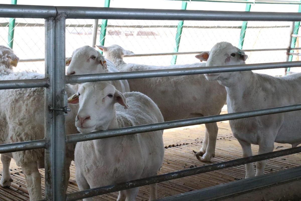 黑山羊产业发展带动乡村振兴,黑山羊带动乡村振兴