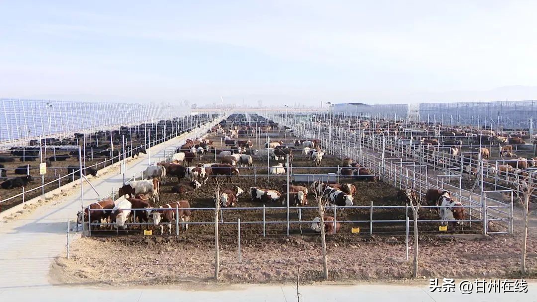 甘州：企业发展“铆足劲”春季生产“拉满弓”