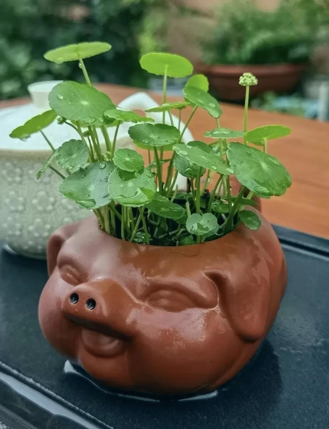 农村常见的顽固藤条植物,农村常见的止血植物图片