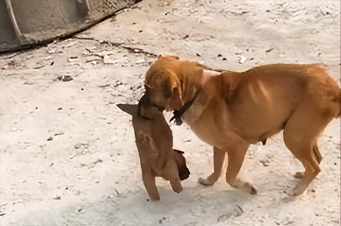 母狗会咬死自己的“骨肉”？看完原因，出了一身冷汗