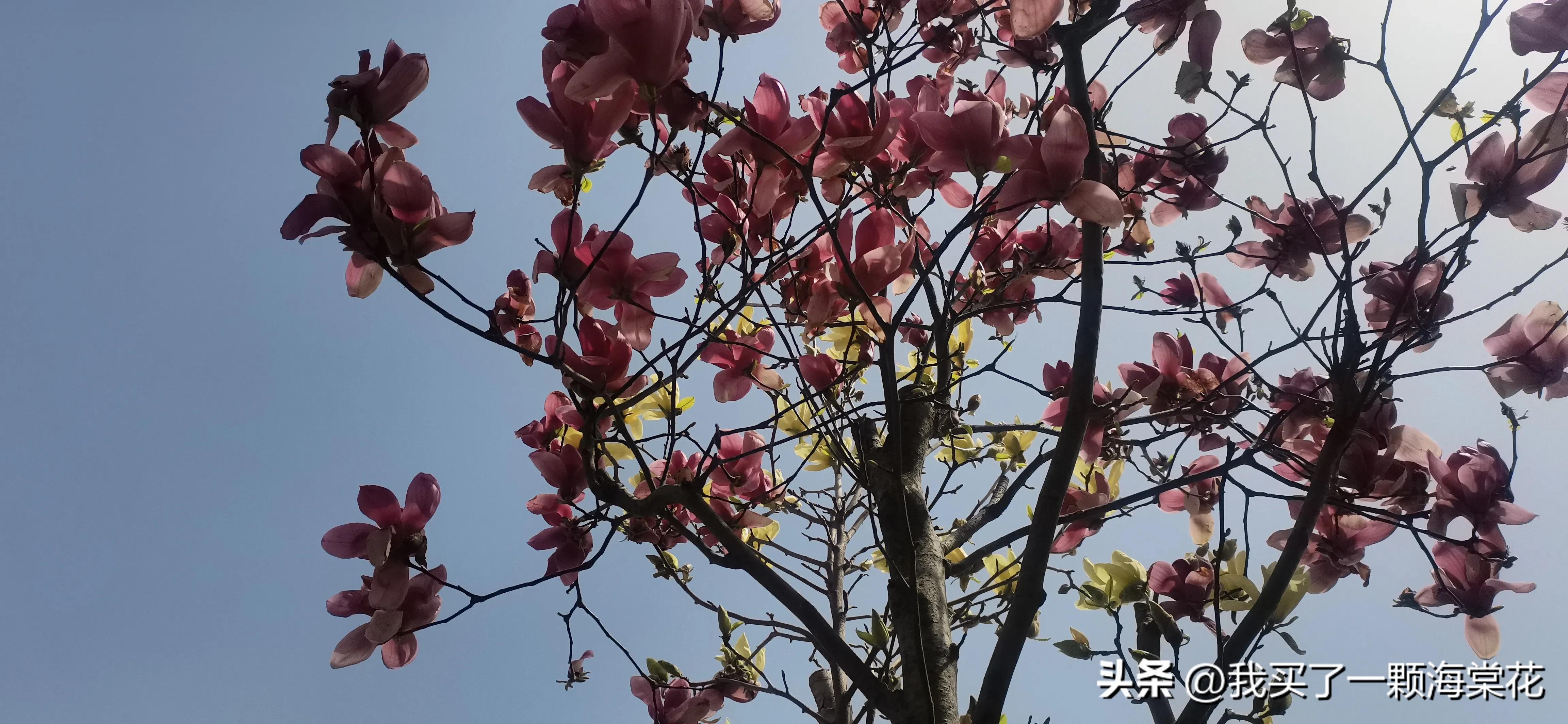 春寒料峭玉兰花开,春意渐浓玉兰花图片