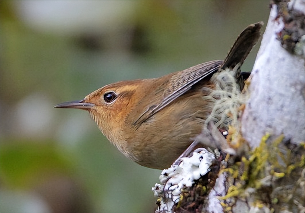 50张最佳鸟类摄影作品,鸟儿大全大图